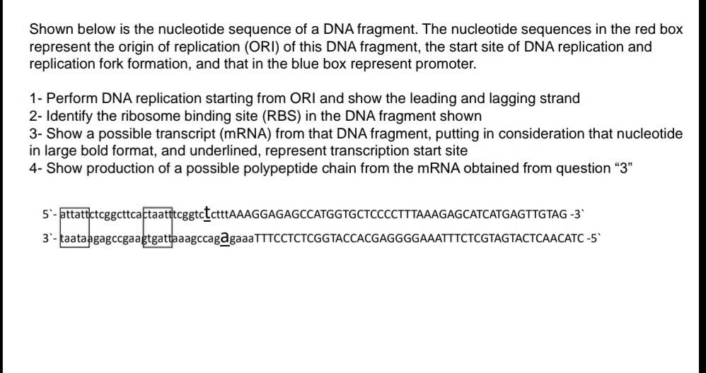 Solved: Shown Below Is The Nucleotide Sequence Of A Dna Fragment: The 