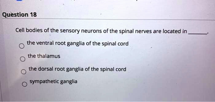 SOLVED: Cell bodies of the sensory neurons of the spinal nerves are ...