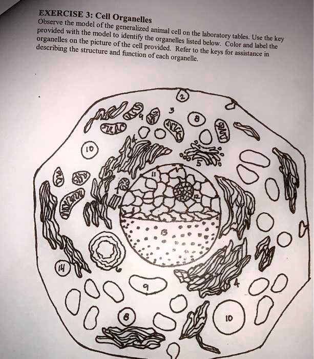 Solved Exercise 3 Cell Organelles Observe The Model Of The Provided With The Model To