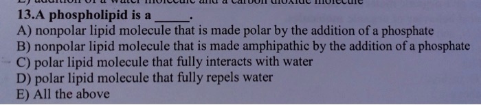 13.A phospholipid is a .
A) nonpolar lipid molecule that is made polar by the addition of a phosphate
B) nonpolar lipid molecule that is made amphipathic by the addition of a phosphate
C) polar lipid molecule that fully interacts with water
D) polar lipid molecule that fully repels water
E) All the above
