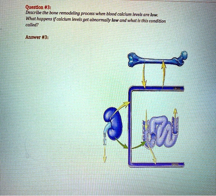 SOLVED Questlon 3 Describe the bone remodeling process when blood