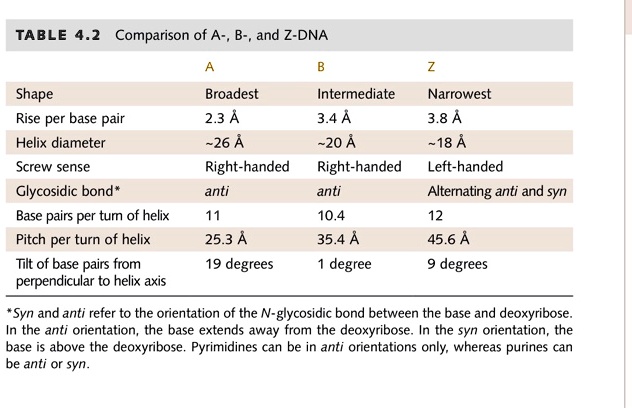 SOLVED: TABLE 4.2 Comparison Of A: B-, And Z-DNA Shape Rise Per Base ...