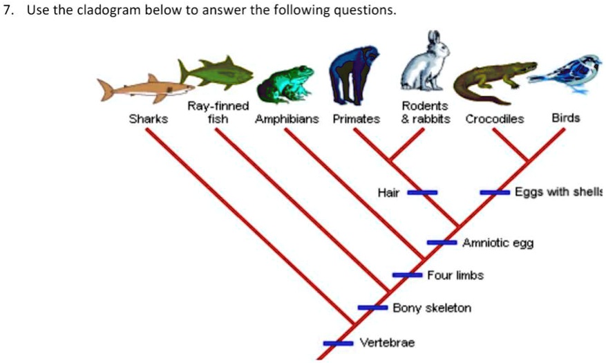 a) What trait(s) separates rabbits/primates from the crocodiles on this