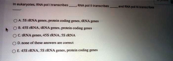 In eukaryotes, RNA pol I transcribes , RNA pol II transcribes , and RNA pol III transcribes . A. 5S rRNA genes, protein coding genes, tRNA genes B. 45S rRNA, tRNA genes, protein coding genes C. tRNA genes, 45S rRNA, 5S rRNA D. none of these answers are correct E. 45S rRNA, 5S rRNA genes, protein coding genes