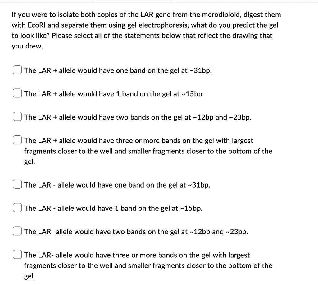 If you were to isolate both copies of the LAR gene from the merodiploid, digest them with EcoRI and separate them using gel electrophoresis, what do you predict the gel to look like? Please select all of the statements below that reflect the drawing that you drew.

The LAR + allele would have one band on the gel at  31bp.

The LAR + allele would have 1 band on the gel at  15bp

The LAR + allele would have two bands on the gel at  12bp and  23bp.

The LAR + allele would have three or more bands on the gel with largest fragments closer to the well and smaller fragments closer to the bottom of the gel.

The LAR - allele would have one band on the gel at  31bp.

The LAR - allele would have 1 band on the gel at  15bp.

The LAR- allele would have two bands on the gel at  12bp and  23bp.

The LAR- allele would have three or more bands on the gel with largest fragments closer to the well and smaller fragments closer to the bottom of the gel.