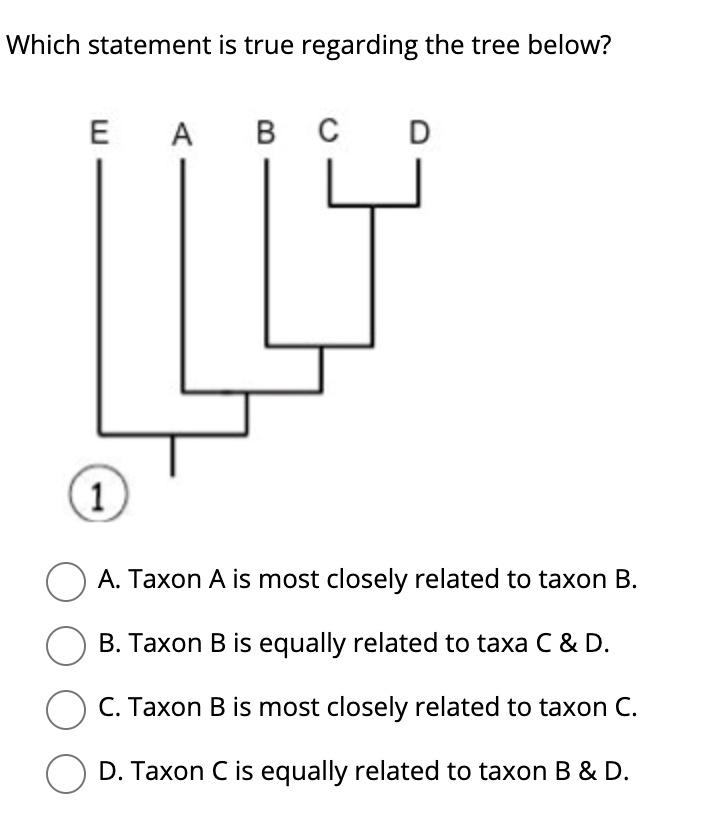 Which statement is true regarding the tree below?
E A B C D
1
A. Taxon A is most closely related to taxon B.
B. Taxon B is equally related to taxa C     D.
C. Taxon B is most closely related to taxon C.
D. Taxon C is equally related to taxon B     D.