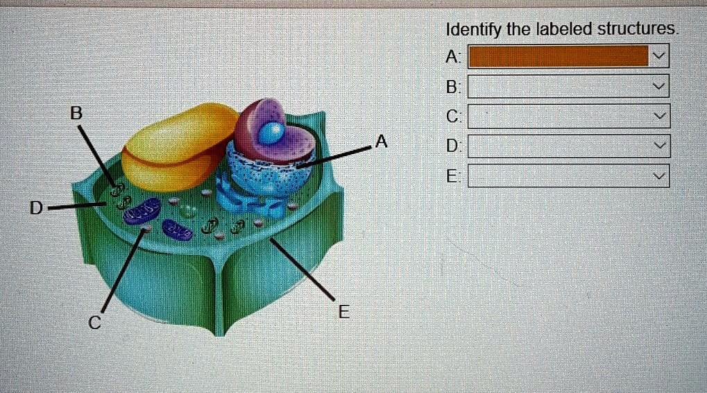 SOLVED: 'Active Identifying Structures In The Cell Identify The Labeled ...