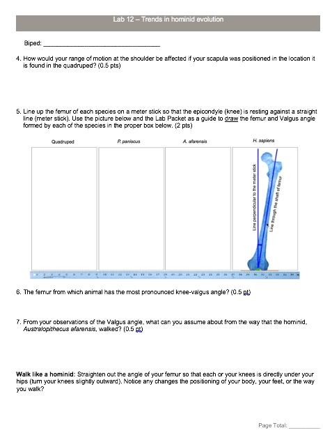 Solved: Lab 12: Trends In Hominid Evolution Biped: 4. How Would Your 