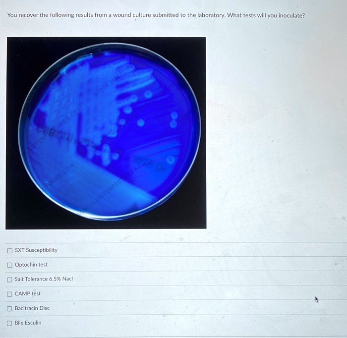 SOLVED You recover the following results from wound culture submitted