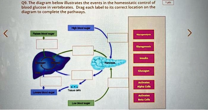 The diagram below illustrates the events in the homeostatic control of ...