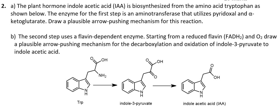 2. a) The plant hormone indole acetic acid (IAA) is biosynthesized from ...