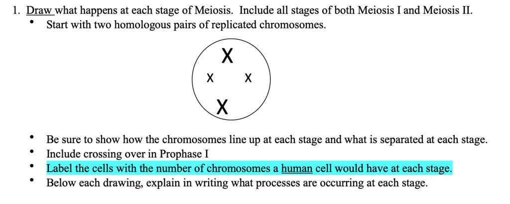 drawwhat happens at each stage of meiosis include all stages of both ...