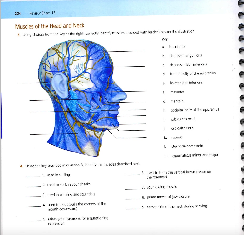 SOLVED: Review Sheet 13 Muscles Of The Head And Neck 3. Using Choices ...