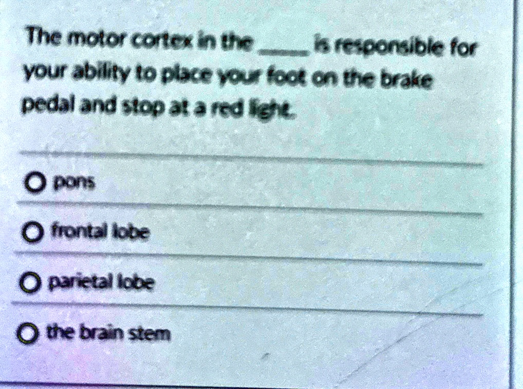The motor cortex in the  is responsible for your ability to place your foot on the brake pedal and stop at a red light.

Opons
Ofrontal lobe
O parietal lobe
Othe brain stem