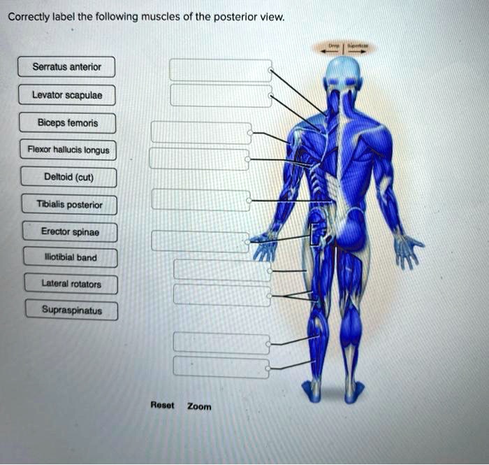 SOLVED Correctly label the following muscles of the posterior view