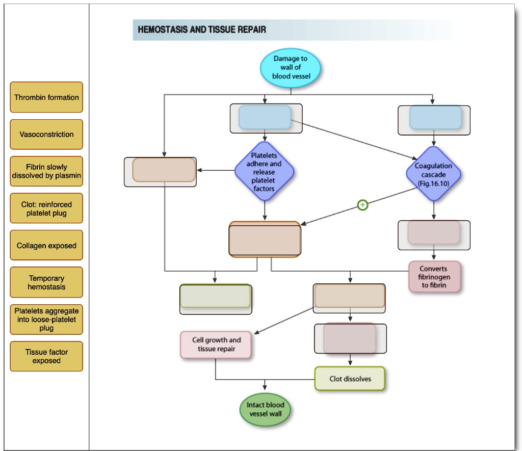 Text Label the steps involved in hemostasis. Drag the labels onto the