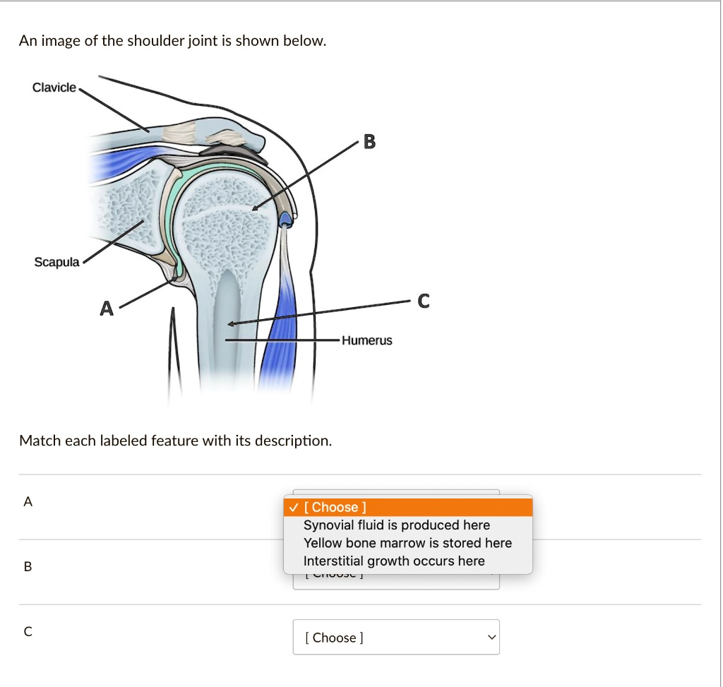 Solved An Image Of The Shoulder Joint Is Shown Below Clavicle B