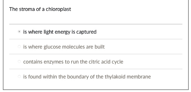 The stroma of a chloroplast
is where light energy is captured
is where glucose molecules are built
contains enzymes to run the citric acid cycle
is found within the boundary of the thylakoid membrane
