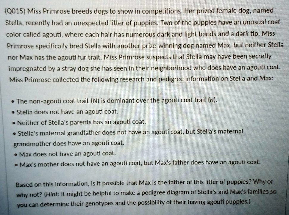 SOLVED Miss Primrose breeds dogs to show in competitions. Her prized