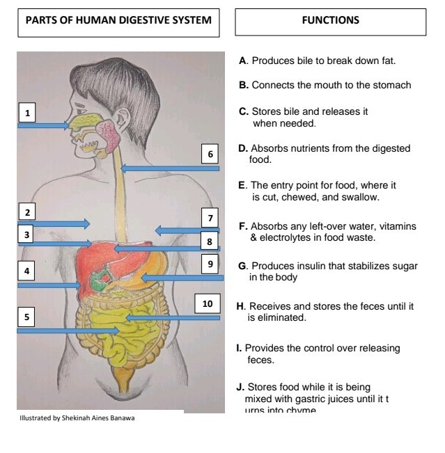 SOLVED PARTS OF HUMAN DIGESTIVE SYSTEM FUNCTIONS A. Produces bile to