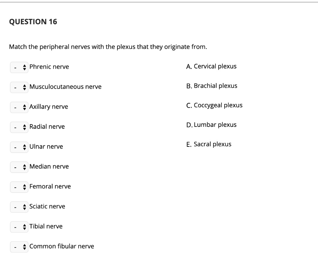 Match the peripheral nerves with the plexus that they originate from.
Phrenic nerve
A. Cervical plexus
Musculocutaneous nerve
B. Brachial plexus
Axillary nerve
C. Coccygeal plexus
Radial nerve
D. Lumbar plexus
Ulnar nerve
E. Sacral plexus
Median nerve
Femoral nerve
Sciatic nerve
Tibial nerve
Common fibular nerve