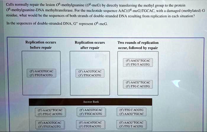 SOLVED: Cells Normally Repair The Lesion O-methylguanine O-meG By ...