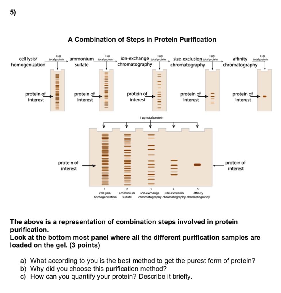 SOLVED: A Combination of Steps in Protein Purification Cell lysis ...