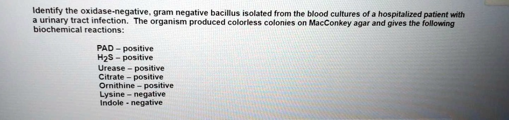 SOLVED: Identify the oxidase-negative gram negative bacillus isolated ...