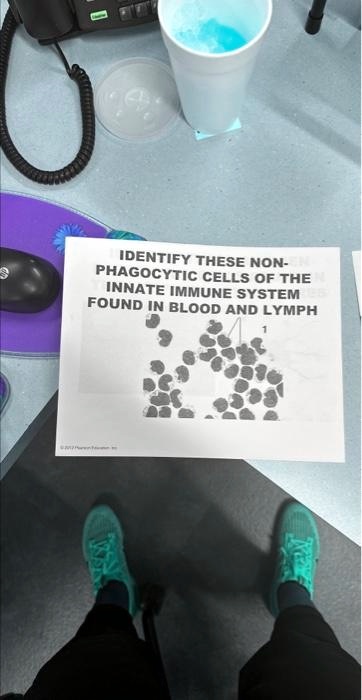 IDENTIFY THESE NON- PHAGOCYTIC CELLS OF THE INNATE IMMUNE SYSTEM FOUND ...