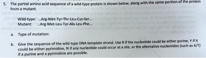 5. The partial amino acid sequence of a wild-type protein is...