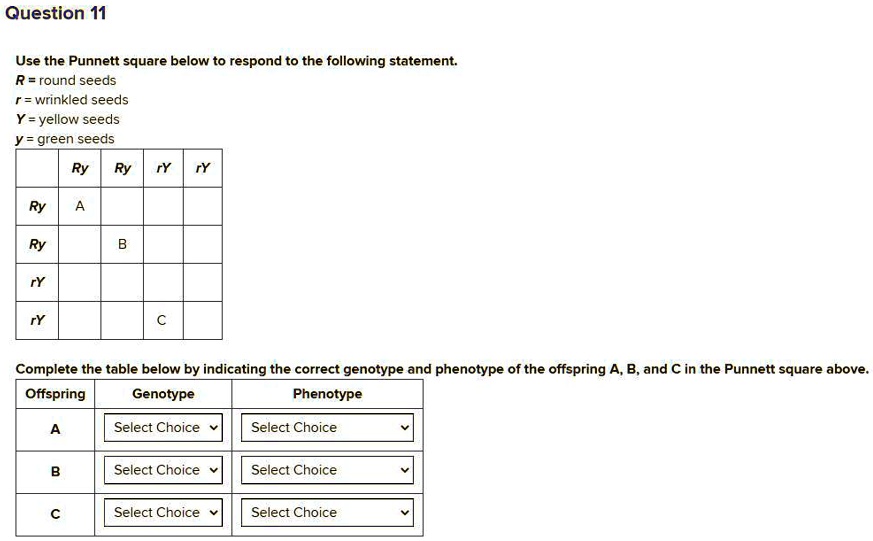 SOLVED: 'Use the Punnett square below to respond to the following ...