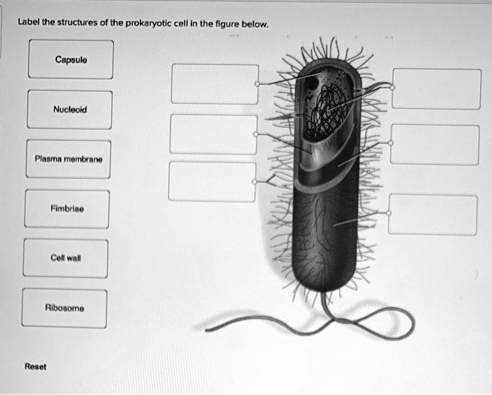 label the structures of the prokaryotic cell in the figure below ...