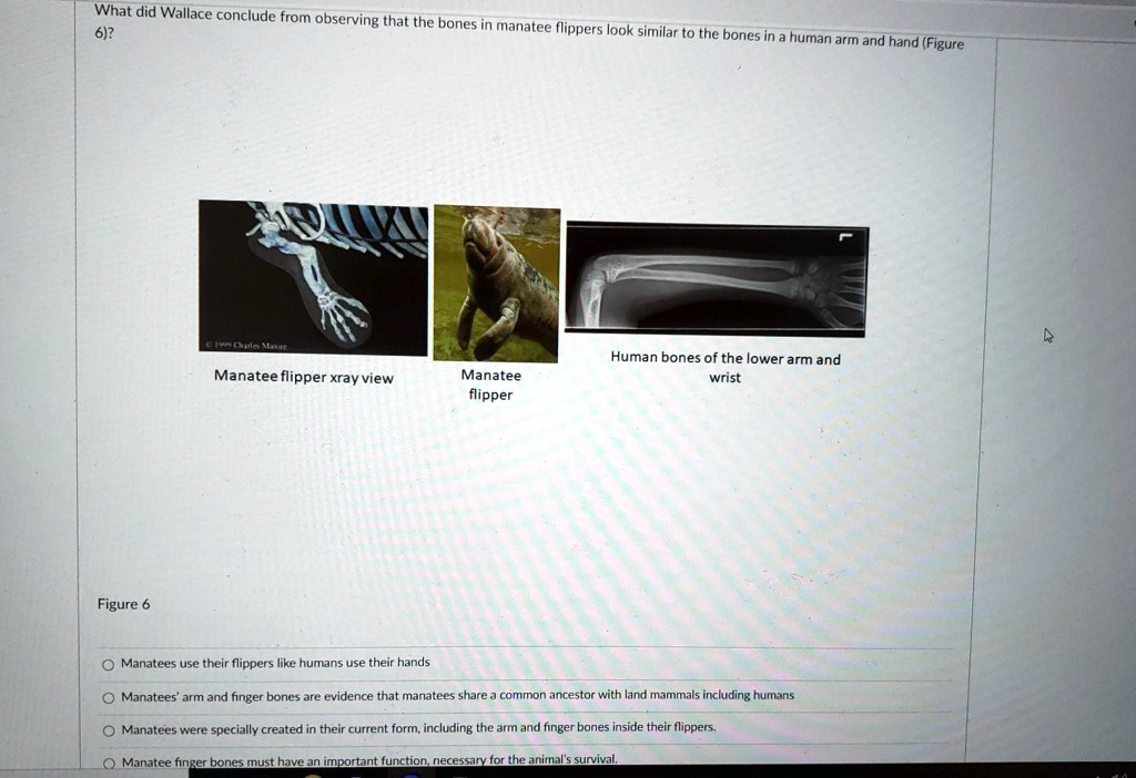 What did Wallace conclude from observing that the bones of a manatee's