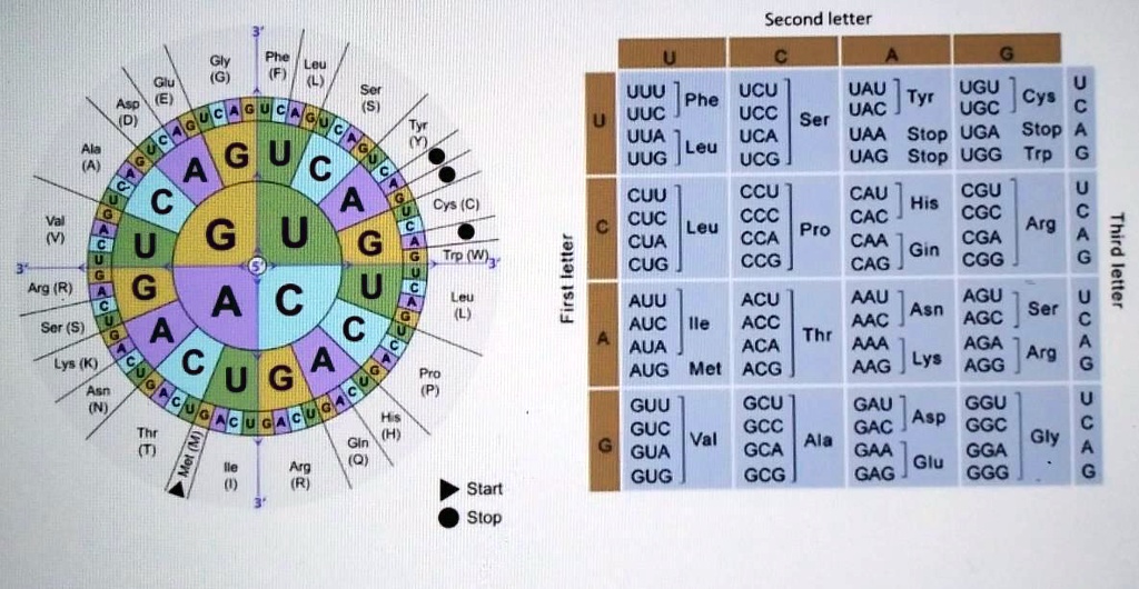 Second letter
U C A G
UUU UCU UAU UGU U
UUC Phe UCC Ser UAC Tyr UGC Cys C
UUA Leu UCA UAA Stop UGA Stop A
UUG UCG UAG Stop UGG Trp G
CUU CCU CAU CGU U
CUC Leu CCC Pro CAC His CGC Arg C
CUA CCA CAA Gln CGA A
CUG CCG CAG CGG G
AUU ACU AAU Asn AGU Ser U
AUC Ile ACC Thr AAC AGC C
AUA ACA AAA Lys AGA Arg A
AUG Met ACG AAG AGG G
GUU GCU GAU Asp GGU U
GUC Val GCC Ala GAC GGC Gly C
GUA GCA GAA Glu GGA A
GUG GCG GAG GGG G
First letter Third letter
Start Stop