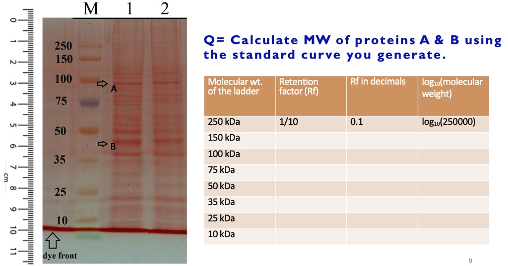 SOLVED M 1 2 Q= Calculate MW of proteins A B using the standard curve