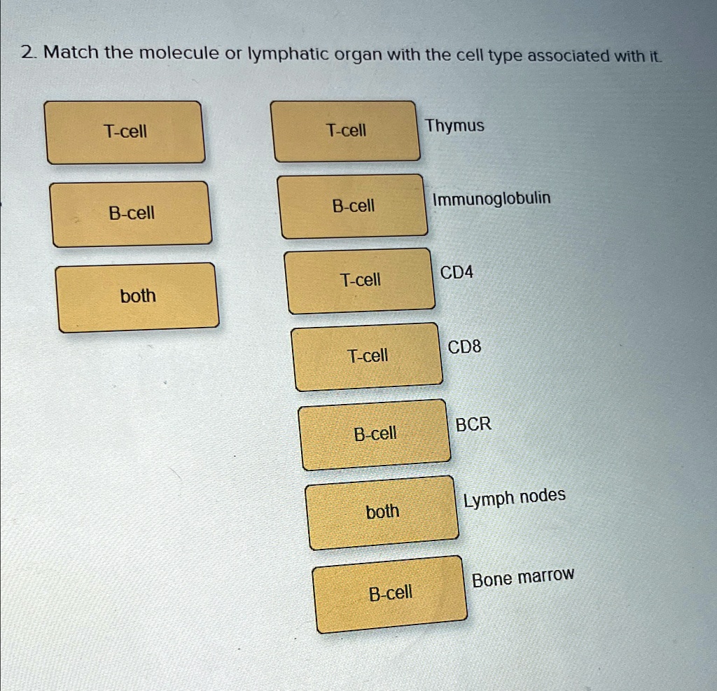 2. Match the molecule or lymphatic organ with the cell type associated with it.
T-cell
T-cell
Thymus
B-cell
B-cell
Immunoglobulin
T-cell
CD4
both
T-cell
CD8
B-cell
BCR
both
Lymph nodes
B-cell
Bone marrow