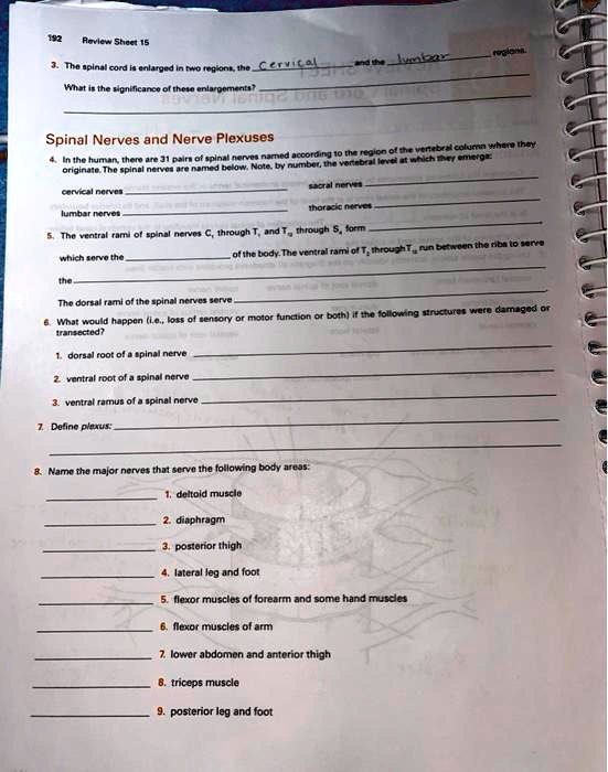 Solved Review Sheet 15 Spinal Cord And Spinal Nerves Review Exercise 3 Solved Review Sheet 15 Spinal Cord And Spinal Nerves Review Exercise 3