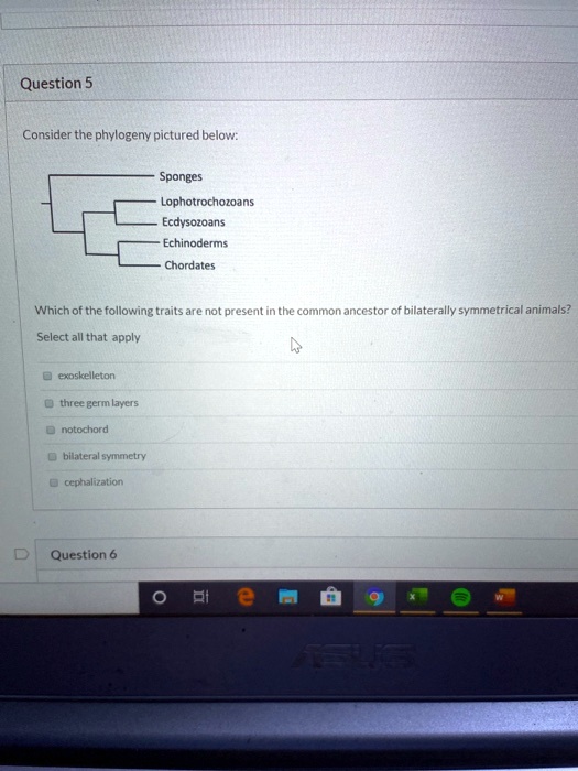SOLVED Consider the phylogeny pictured below Sponges Lophotrochozoans