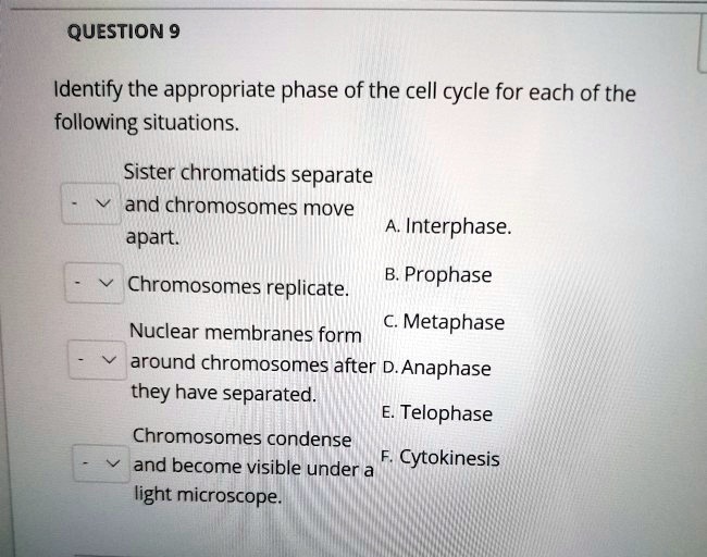 QUESTION 9

Identify the appropriate phase of the cell cycle for each of the following situations.

Sister chromatids separate and chromosomes move apart.
A. Interphase.

Chromosomes replicate.
B. Prophase

Nuclear membranes form around chromosomes after they have separated.
C. Metaphase
D. Anaphase

Chromosomes condense and become visible under a light microscope.
E. Telophase
F. Cytokinesis