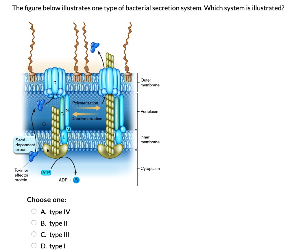 The figure below illustrates one type of bacterial secretion system. Which system is illustrated?

D
Outer membrane
Polymerization
N
C
Periplasm
Depolymerization
G
M
L
Inner membrane
SecA-dependent export
E
Cytoplasm
Toxin or effector protein
ATP
ADP + Pi

Choose one:
A. type IV
B. type II
C. type III
D. type I