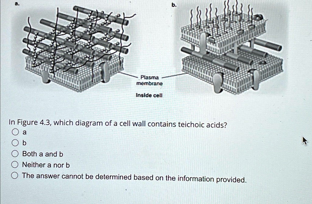 A In Figure 43 Which Diagram Of A Cell Wall Contains Teichoic Acids A B ...