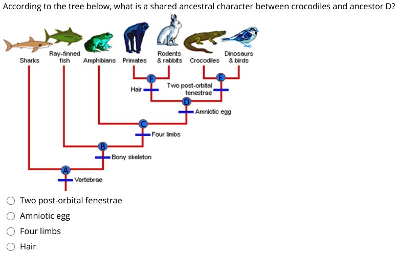 SOLVED: According to the tree below, what is shared ancestral character ...