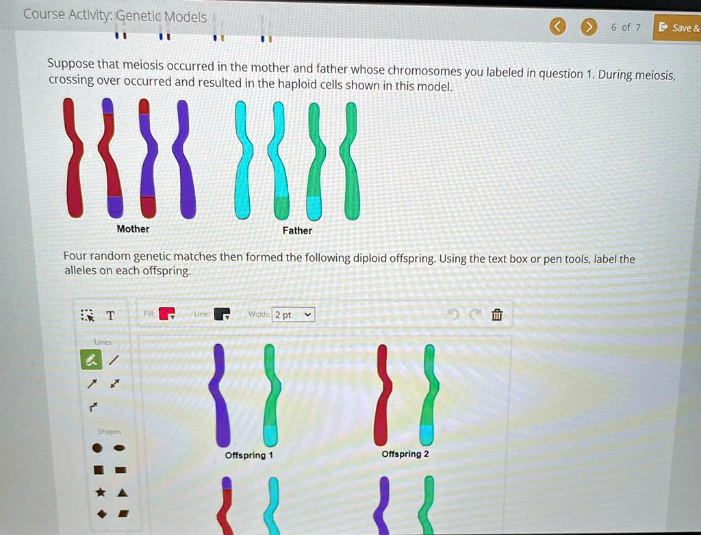 SOLVED: Suppose that meiosis occurred in the mother and father whose ...