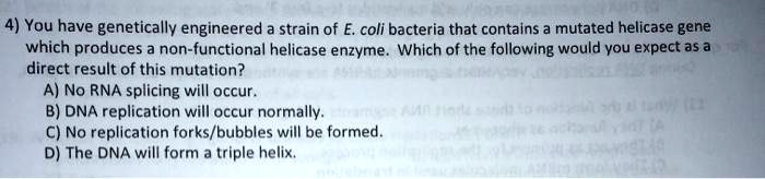 4) You have genetically engineered a strain of E. coli bacteria that contains a mutated helicase gene which produces a non-functional helicase enzyme. Which of the following would you expect as a direct result of this mutation?
A) No RNA splicing will occur.
B) DNA replication will occur normally.
C) No replication forks/bubbles will be formed.
D) The DNA will form a triple helix.