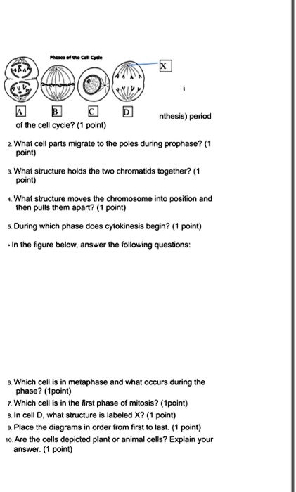 SOLVED: Icc nthesis period of Ihe cell cycle? (1 point) What ccll pans migralc t0 the polos during prophase? (1 point) What struclure holds Ihe two chromalids logether? (1 point) What struclure SOLVED: Icc nthesis period of Ihe cell cycle? (1 point) What ccll pans migralc t0 the polos during prophase? (1 point) What struclure holds Ihe two chromalids logether? (1 point) What struclure