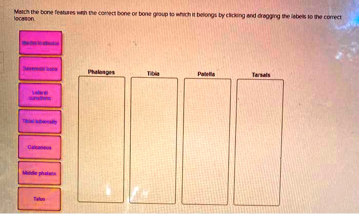 Match the bone features with the correct bone or bone group to which it belongs by clicking and dragging the labels to the correct location.

Medial malleolus
Sesamoid bone
Lateral cuneiform
Tibial tuberosity
Calcaneus
Middle phalanx
Talus

Phalanges
Tibia
Patella
Tarsals