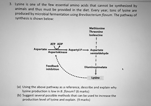 3. Lysine is one of the few essential amino acids that cannot be synthesized by animals and thus must be provided in the diet. Every year, tons of lysine are produced by microbial fermentation using Brevibacterium flavum. The pathway of synthesis is shown below:

Methionine
Threonine
Isoleucine
ATP ADP
Aspartate ? Aspartyl-P ? Aspartate semialdehyde
Aspartokinase
Feedback inhibition
Diaminopimelate
Lysine

(a) Using the above pathway as a reference, describe and explain why lysine production is low in B. flavum? (6 marks)
(b) Suggest several possible methods that can be used to increase the production level of lysine and explain. (9 marks)