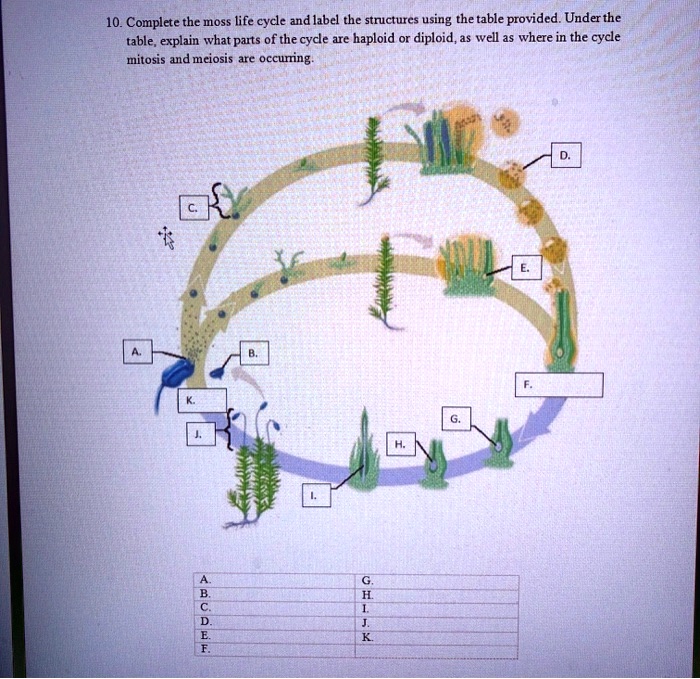 SOLVED 10. Complete the moss life cycle and label the structures