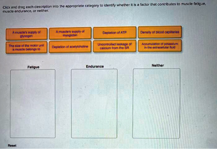 Click and drag each description into the appropriate category to identify whether it is a factor that contributes to muscle fatigue, muscle endurance, or neither.
A muscle's supply of glycogen
A muscle's supply of myoglobin
Depletion of ATP
Density of blood capillaries
The size of the motor unit a muscle belongs to
Depletion of acetylcholine
Uncontrolled leakage of calcium from the SR
Accumulation of potassium in the extracellular fluid
Fatigue
Endurance
Neither
Reset