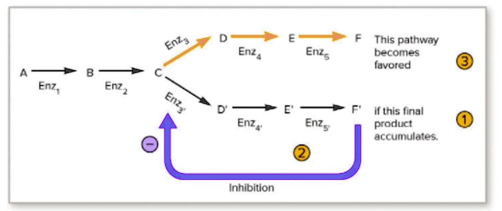 solved-explain-the-diagram-showing-end-product-inhibition-in-a